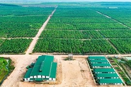Ba năm liền thua lỗ, cổ phiếu HNG bị hủy niêm yết