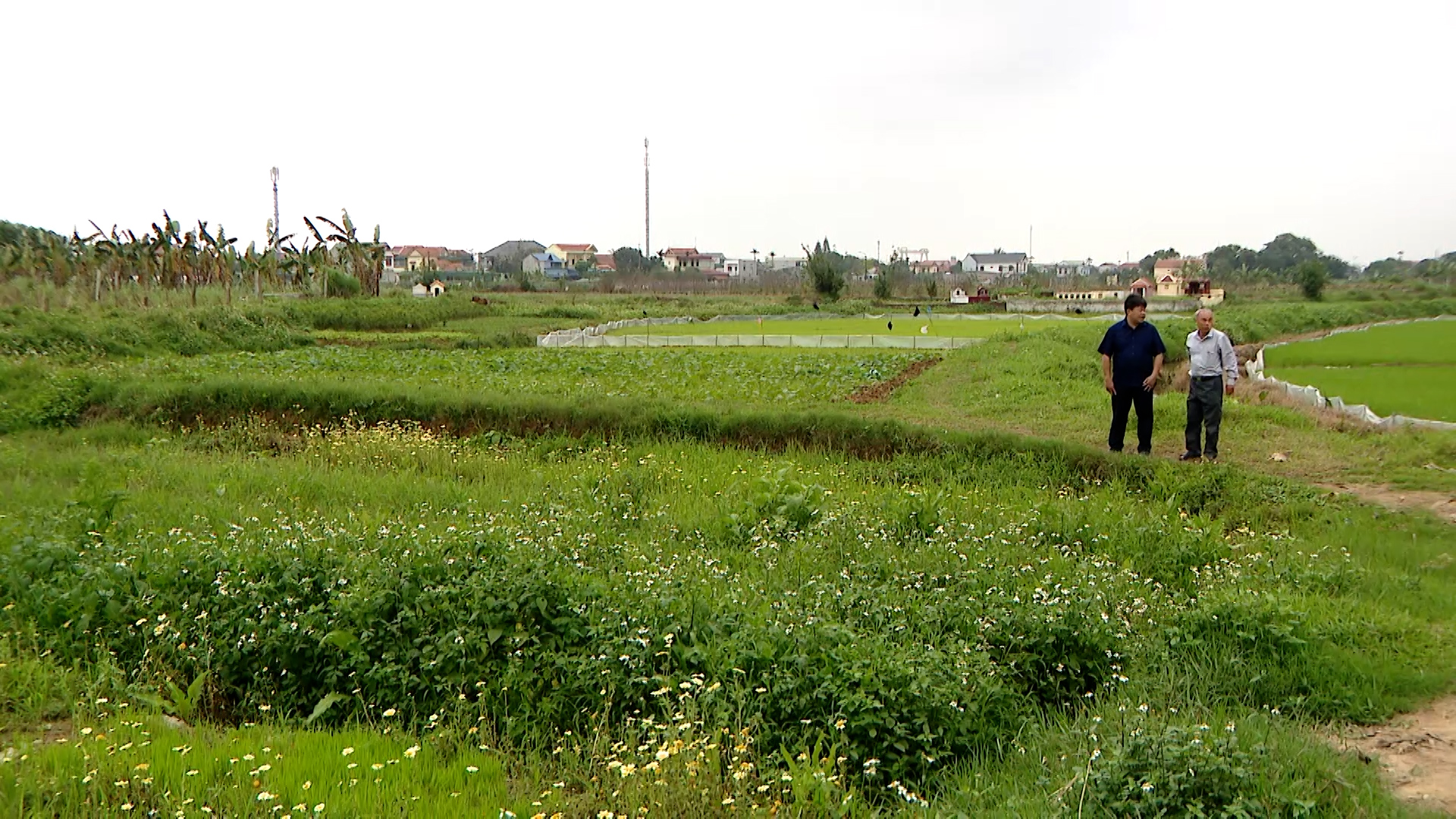 Thu hồi đất ngay nếu vi phạm đất đai thuộc dạng phải xử phạt hành chính 