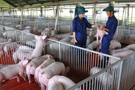 Hưởng lợi “sóng giá heo”, BaF Việt Nam (BAF) báo lãi nửa đầu năm tăng gấp 12 lần
