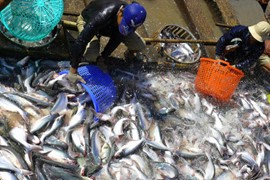 Cá tra Việt Nam “gồng mình” trước nhiều đối thủ nặng ký