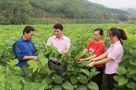 Hơn 733.000 tỷ đồng cho vay tín dụng chính sách xã hội