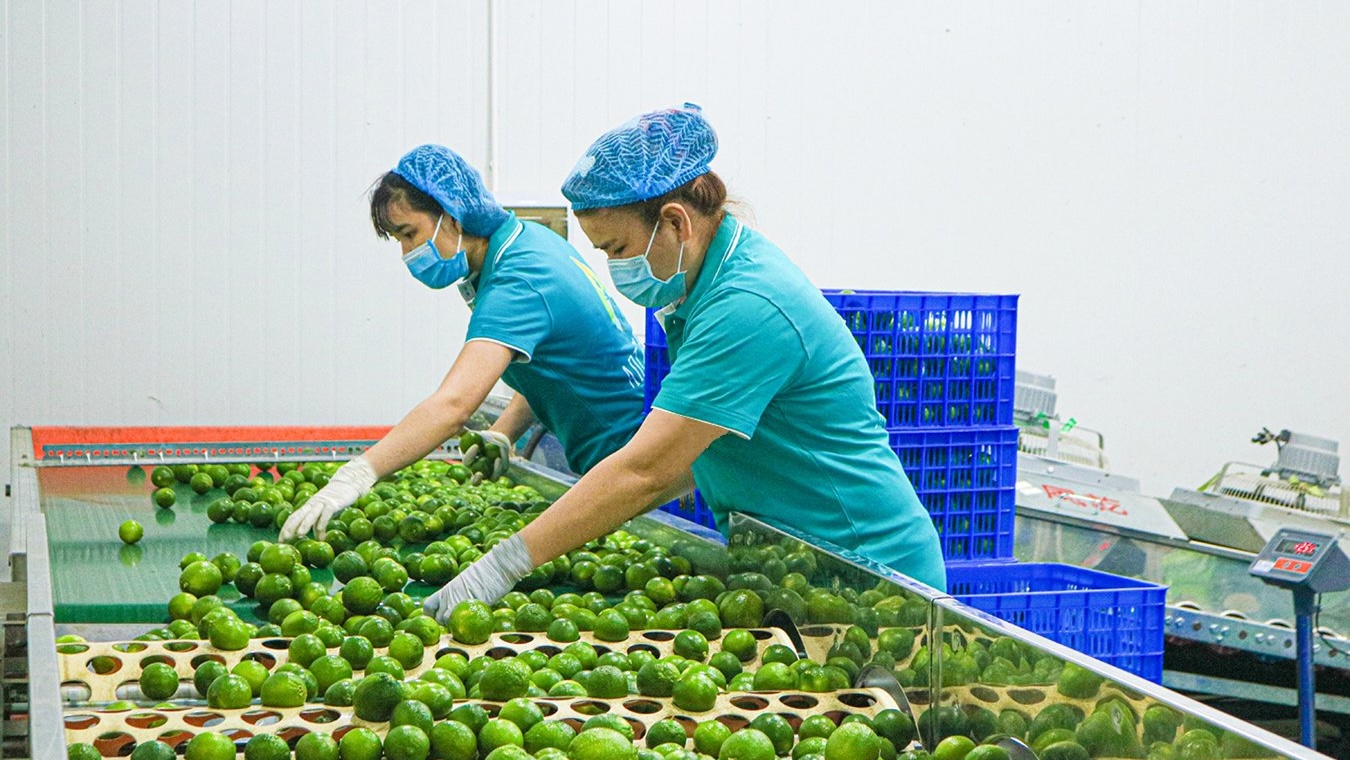 Trái cây Việt Nam rộng cửa vào thị trường Mỹ