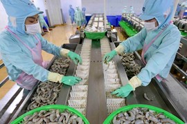 “Vua tôm” Minh Phú sắp phát hành hơn 1 triệu cổ phiếu ESOP