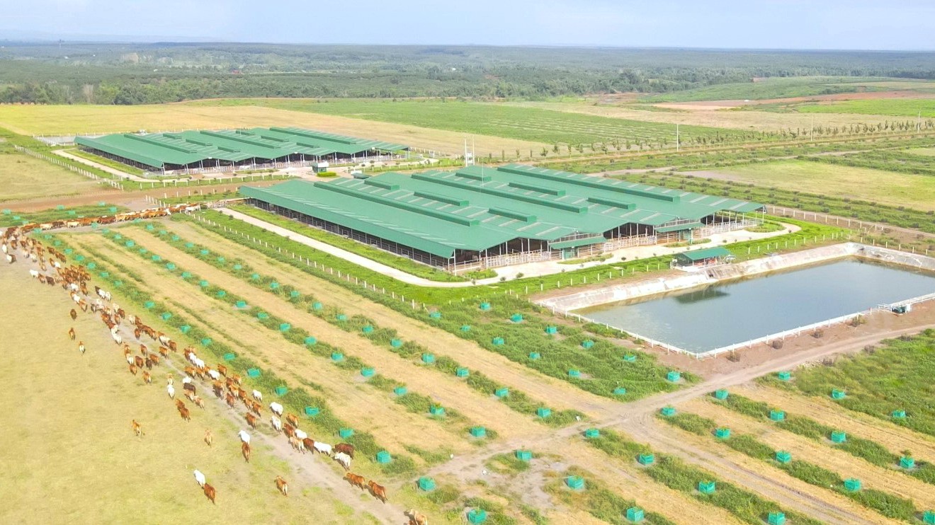 Trước ngày rời HoSE, HAGL Agrico (HNG) bị kiểm toán nghi ngờ khả năng hoạt động liên tục