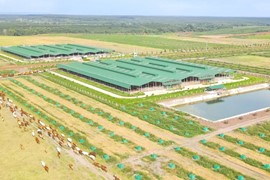 Trước ngày rời HoSE, HAGL Agrico (HNG) bị kiểm toán nghi ngờ khả năng hoạt động liên tục