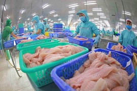 Cước vận chuyển tăng vọt “ăn mòn” lãi của Đa Quốc Gia IDI