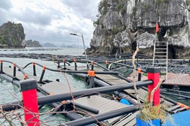 Doanh nghiệp thủy sản thiệt hại sau bão lũ, đối diện nguy cơ “lỡ hẹn” các đơn hàng lớn