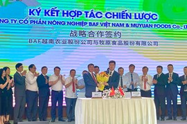 BaF Việt Nam (BAF) bắt tay với “gã khổng lồ” Trung Quốc, tham vọng nâng quy mô đàn gấp 12 lần