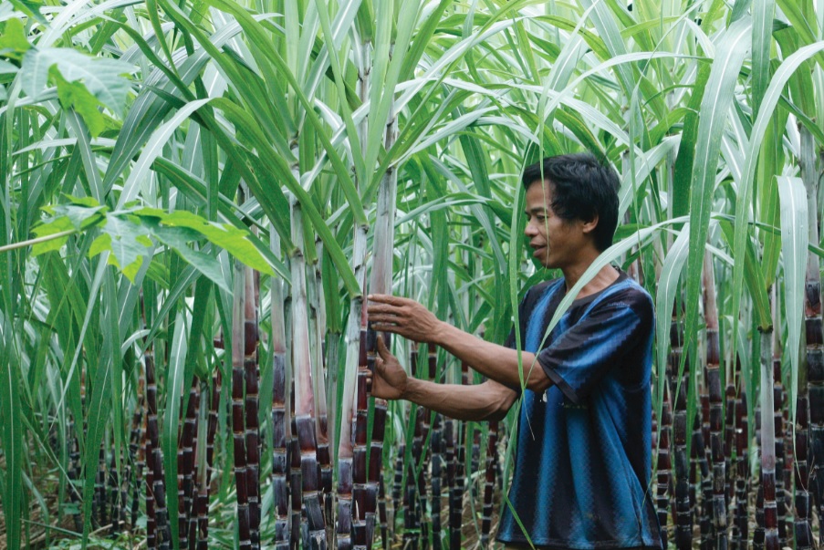 VSSA cảnh báo mía đường dư cung trong các tháng cuối năm