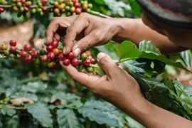 Giá cà phê hôm nay 23/9: USDA dự báo sản lượng cà phê Việt Nam giảm 1% trong vụ mùa tới