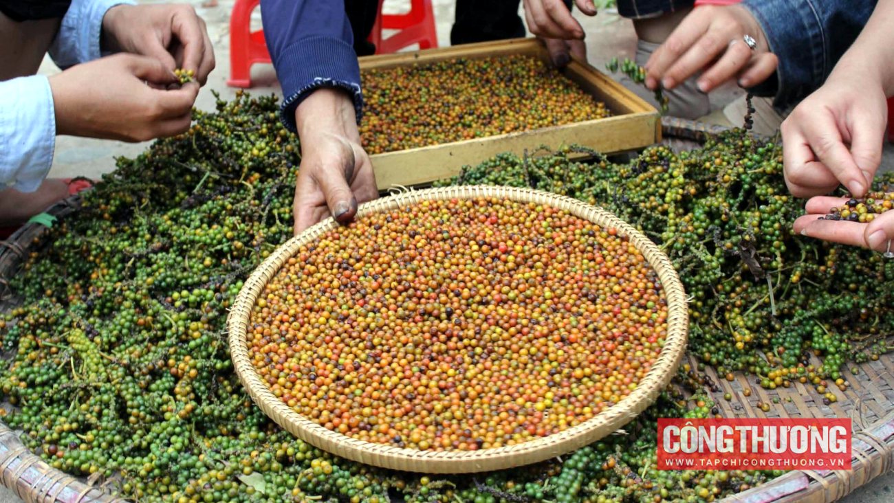 Giá tiêu hôm nay 23/9: Xuất khẩu hồ tiêu Việt Nam tăng trưởng mạnh ở hầu hết các thị trường, trừ Trung Quốc