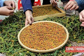Giá tiêu hôm nay 23/9: Xuất khẩu hồ tiêu Việt Nam tăng trưởng mạnh ở hầu hết các thị trường, trừ Trung Quốc