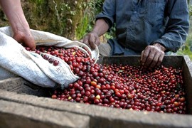 Giá cà phê hôm nay 26/9: Brazil đối diện hạn hán lịch sử, nguồn cung cà phê ngày càng thắt chặt