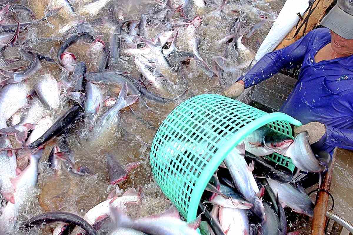 Thủy sản Vĩnh Hoàn (VHC) “độc chiếm” mảng cá tra fillet Việt Nam xuất khẩu sang Mỹ