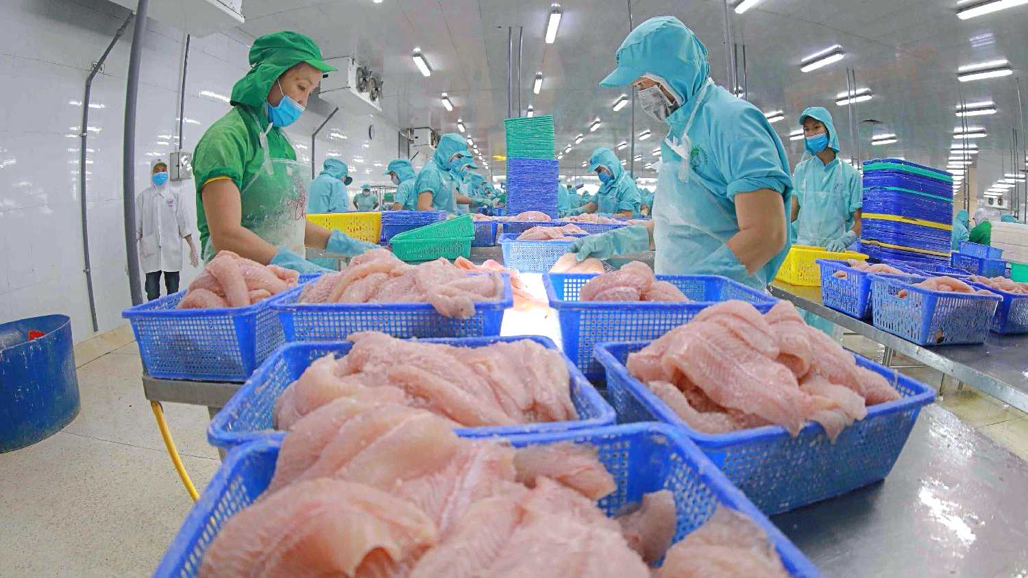 Thủy sản Nam Việt (ANV) tiến gần đến mục tiêu doanh nghiệp cá tra niêm yết có quy mô lớn nhất