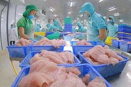 Thủy sản Nam Việt (ANV) tiến gần đến mục tiêu doanh nghiệp cá tra niêm yết có quy mô lớn nhất