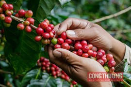 Giá cà phê hôm nay 30/9: Thị trường nội địa im ắng chờ vụ mới