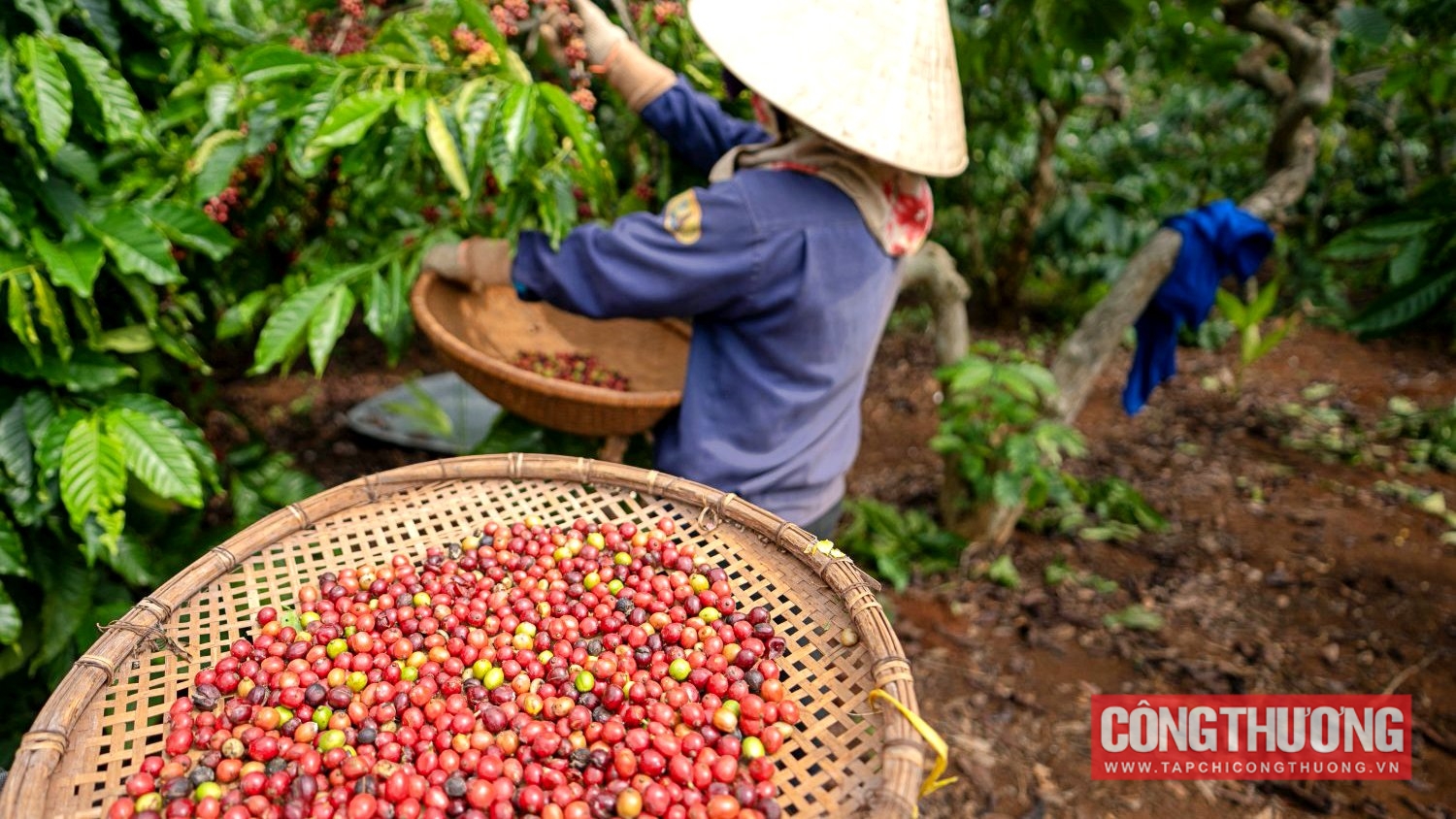 Giá cà phê hôm nay 9/10: Doanh thu xuất khẩu tăng hơn 37% so với cùng kỳ