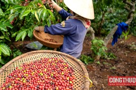 Giá cà phê hôm nay 9/10: Doanh thu xuất khẩu tăng hơn 37% so với cùng kỳ