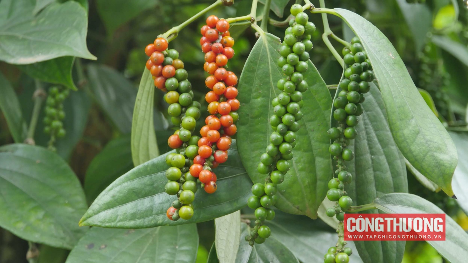 Giá tiêu hôm nay 17/10: Việt Nam chiếm 78% thị phần tiêu nhập khẩu vào Mỹ