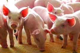 So găng lợi nhuận của hai ông lớn ngành chăn nuôi Hoàng Anh Gia Lai và Dabaco