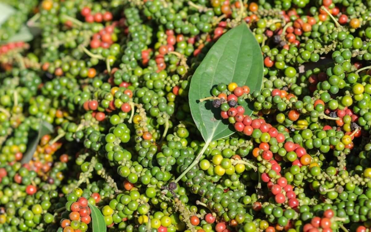 Giá tiêu hôm nay 21/10: Nông dân có xu hướng trồng mới vườn, hướng đến tiêu hữu cơ