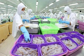 Thực phẩm Sao Ta (FMC): Doanh thu lập kỷ lục, đã trích trước chi phí thuế chống bán phá giá