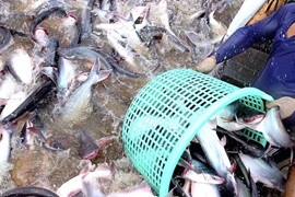 Cước tàu biển “ăn mòn” lãi, Thủy sản Nam Việt (ANV) cách xa mục tiêu kinh doanh cả năm