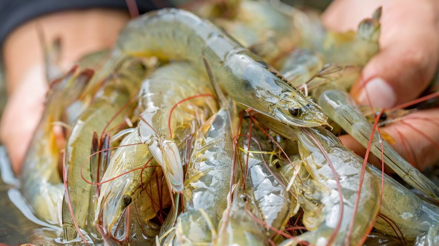 Hoa Kỳ áp thuế chống trợ cấp sơ bộ với tôm nước ấm đông lạnh Việt Nam