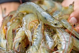 Hoa Kỳ áp thuế chống trợ cấp sơ bộ với tôm nước ấm đông lạnh Việt Nam
