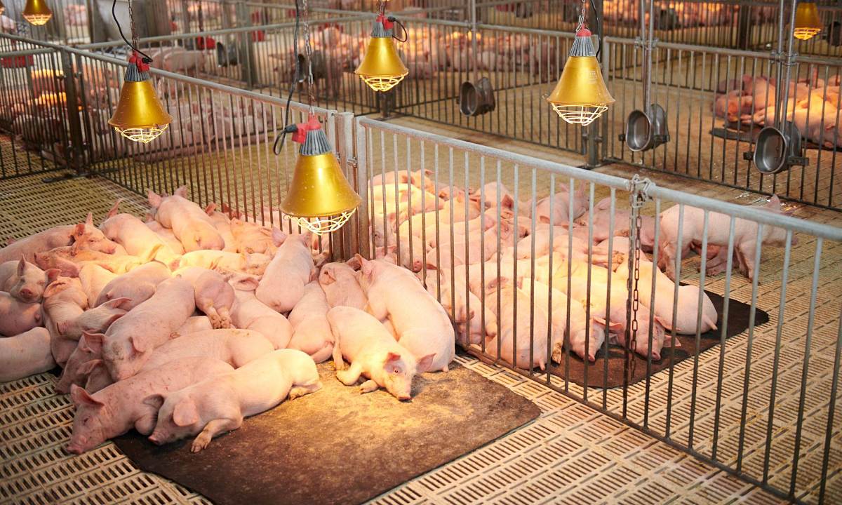 Tập đoàn Dabaco (DBC) có thể thu về hơn 1.000 tỷ đồng từ mảng vaccine thú y