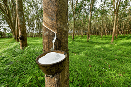 “Sức khoẻ” ngành cao su dần cải thiện nhờ giá bán phục hồi