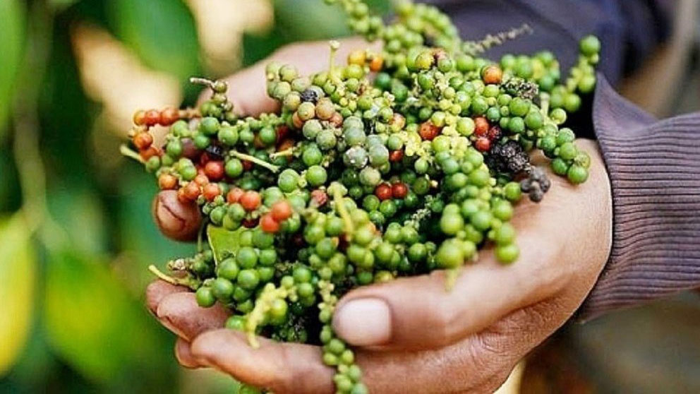 Giá tiêu hôm nay 30/10: Tăng trở lại tại thị trường trong nước