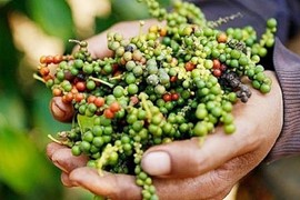 Giá tiêu hôm nay 30/10: Tăng trở lại tại thị trường trong nước