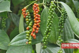 Giá tiêu hôm nay 31/10: Đại gia Trung Đông tăng cường mua tiêu Việt