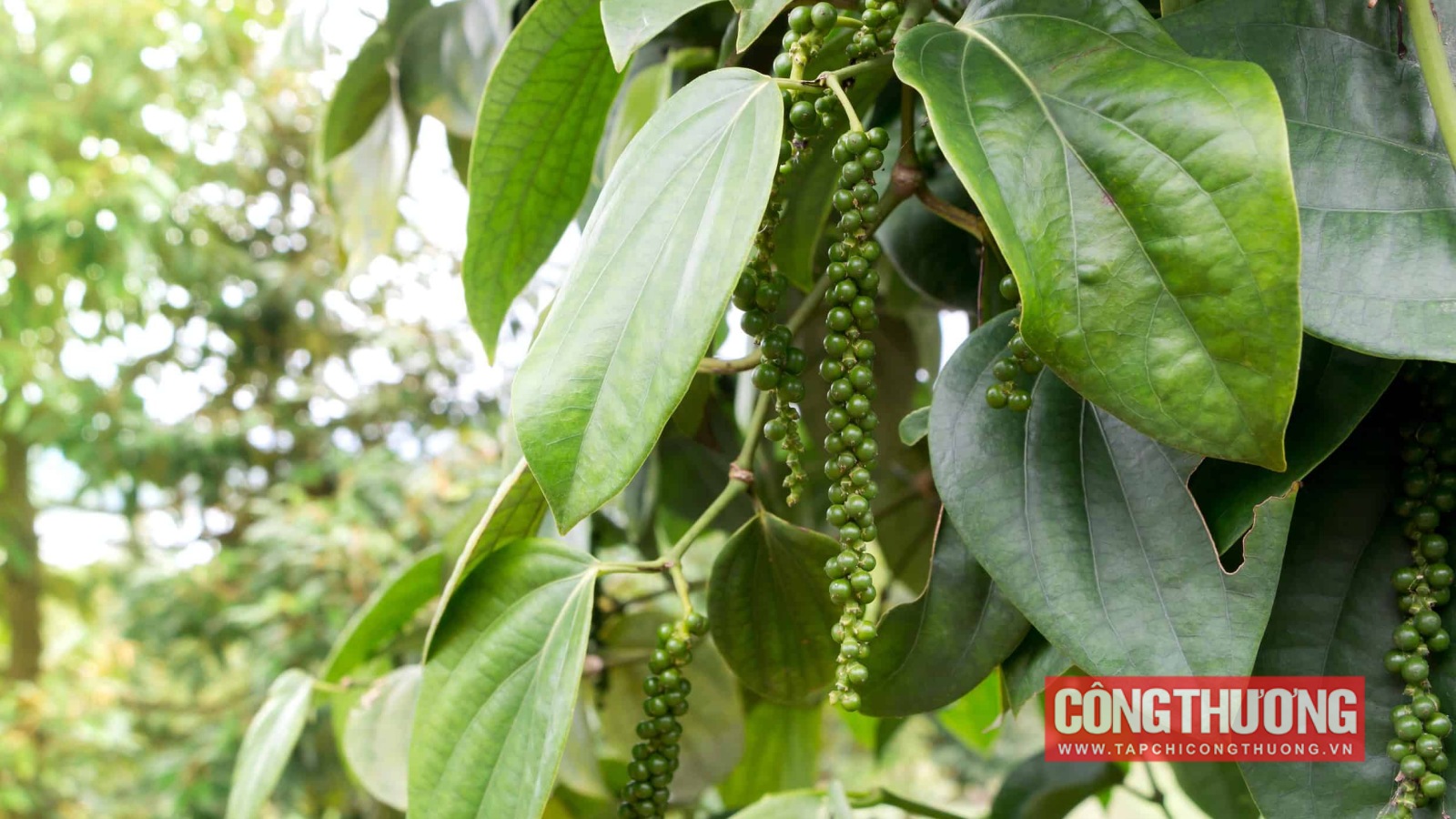 Giá tiêu hôm nay 1/11: Trung Quốc giảm mạnh nhập khẩu tiêu Việt Nam