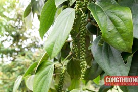 Giá tiêu hôm nay 1/11: Trung Quốc giảm mạnh nhập khẩu tiêu Việt Nam