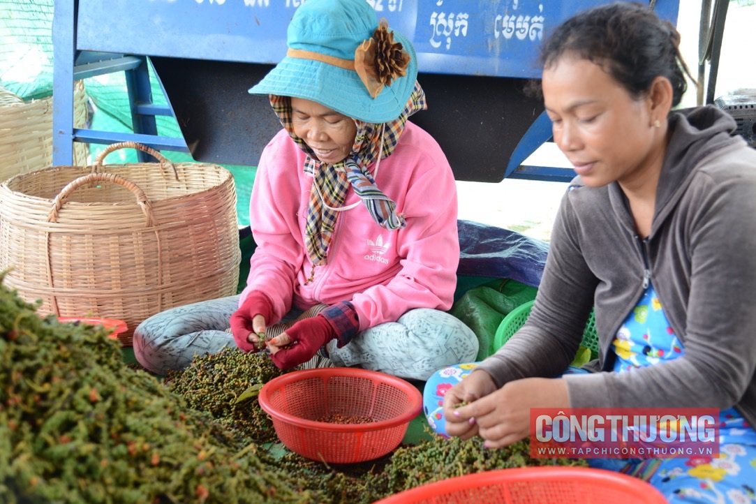 Giá tiêu hôm nay 11/11: Nông dân giảm ký gửi hồ tiêu góp phần đẩy giá tăng