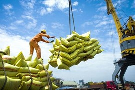 Thương nhân gạo vững tin giữa “bão” giá xuất khẩu