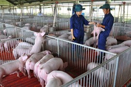 Đà tăng cổ phiếu chăn nuôi liệu có kéo dài?