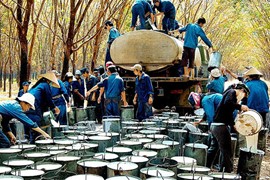 Sóng lớn đổ về cổ phiếu cao su, lợi nhuận kỳ vọng tiếp tục bứt phá