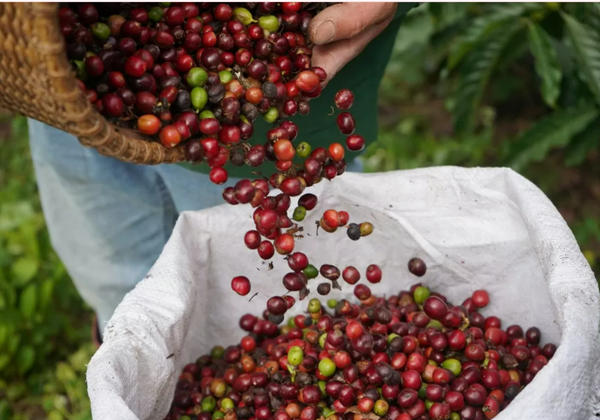 Giá nông sản hôm nay (7/4): Giá cà phê nội địa tiếp tục giảm số tại các khu vực trọng điểm