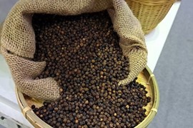 Giá nông sản hôm nay (25/4): Giá "vàng đen" trong nước tăng cao, lên gần 2.000 đồng/kg