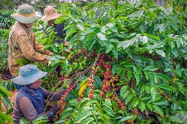 Giá nông sản hôm nay (23/6): Giá cà phê giảm kỷ lục, về mức dưới 100.000 đồng/kg