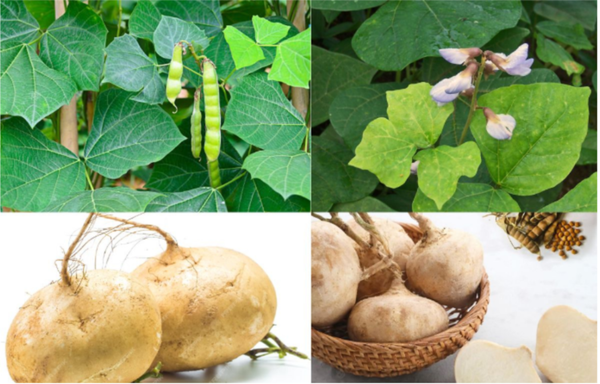 Cảnh báo từ ngành y tế về độc tính của hạt củ đậu