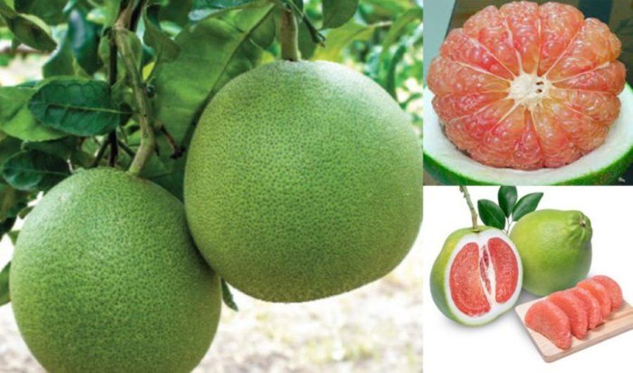 Buoi Viet Nam chinh thuc duoc xuat khau sang My 2 Bưởi Việt Nam chính thức được xuất khẩu sang Mỹ 2