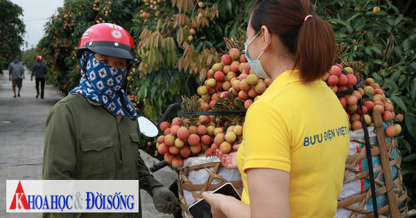 Bắc Giang, Sơn La, Hưng Yên đẩy mạnh tiêu thụ nông sản qua thương mại điện tử