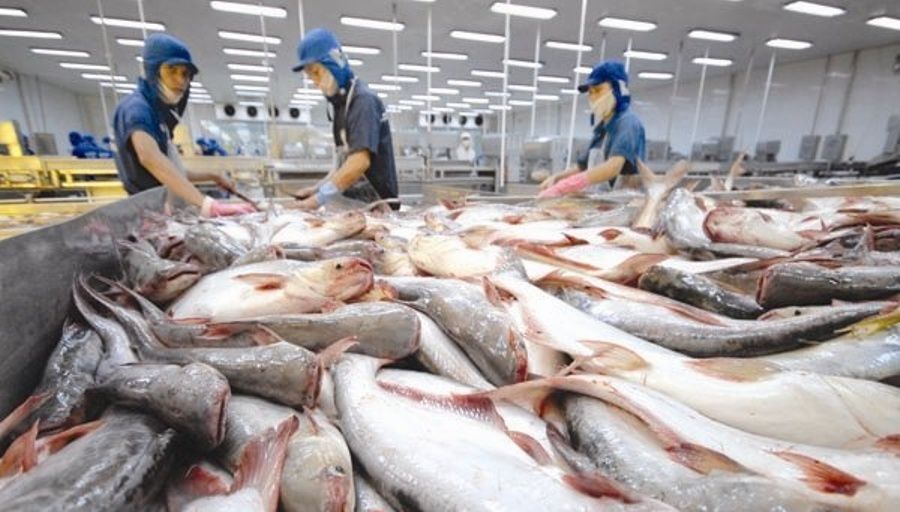 Cá tra xuất khẩu sang các nước trong CPTPP tăng trưởng ấn tượng