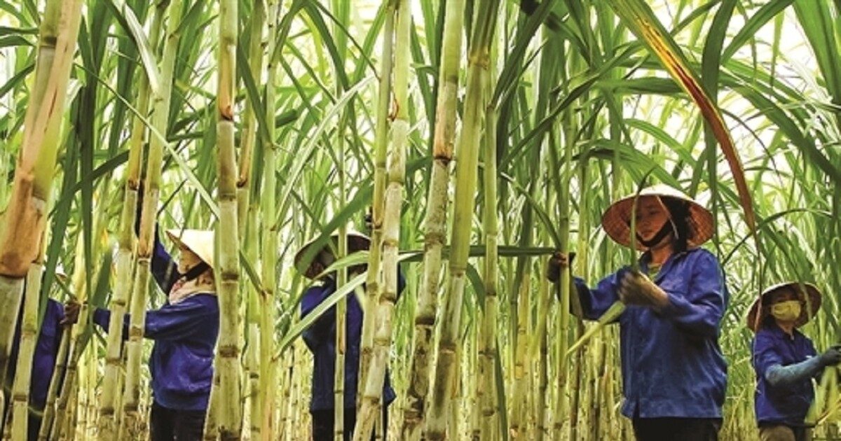 Doanh nghiệp mía đường đồng loạt “cài số lùi” cho kế hoạch kinh doanh