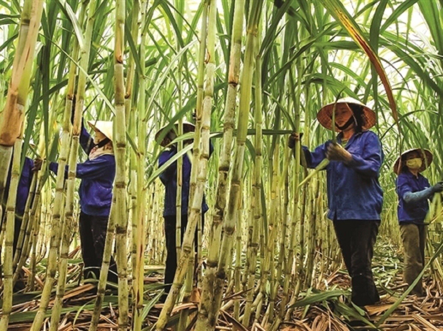 mía đường